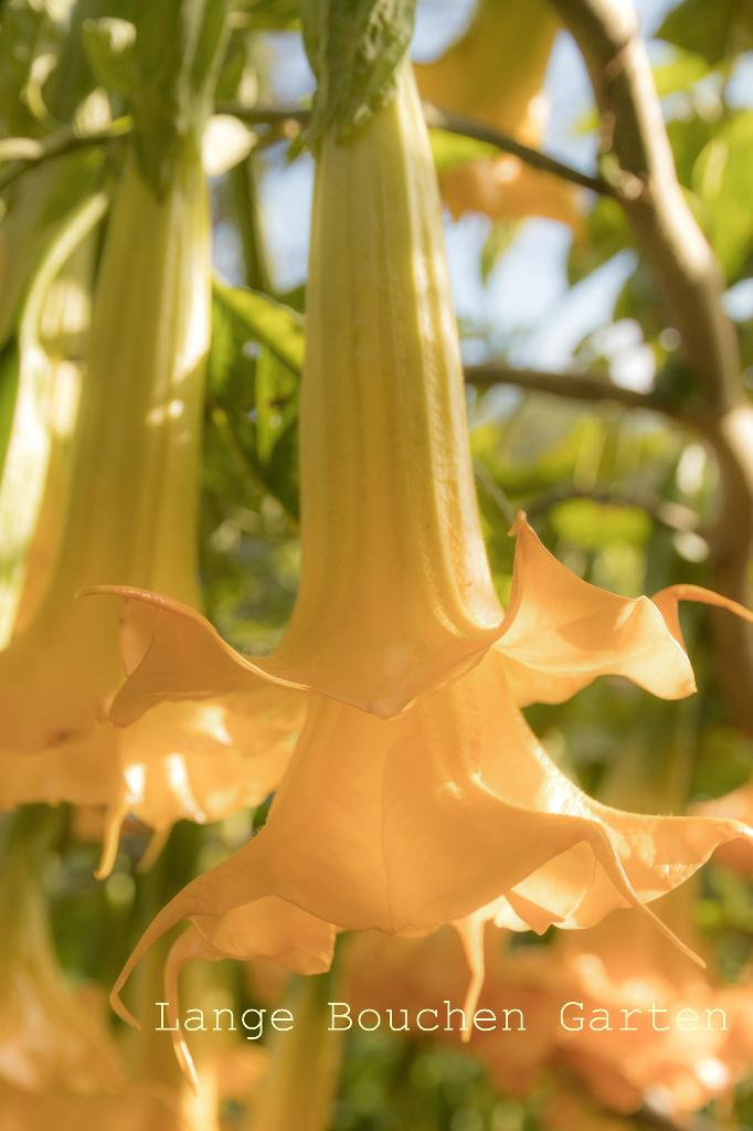 Brugmansia Stekken, Overige soorten, Volle zon, Eenjarig, Ophalen of Verzenden