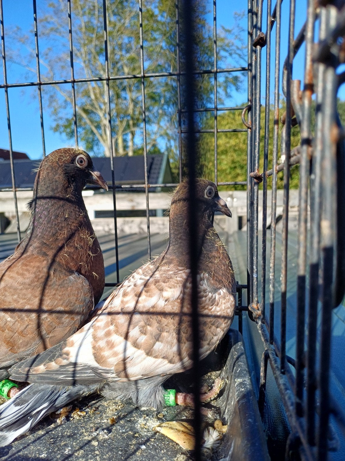 leuke kleurpostduiven., Dieren en Toebehoren, Postduif