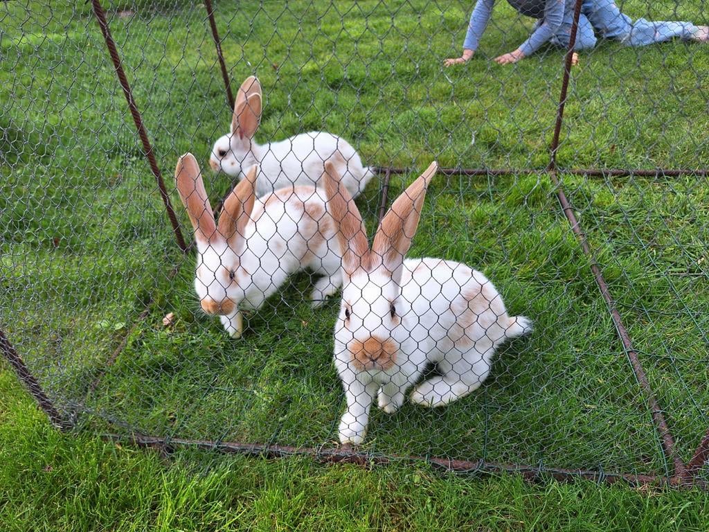 Vlaamse reuzen, Dieren en Toebehoren, Meerdere dieren, Groot