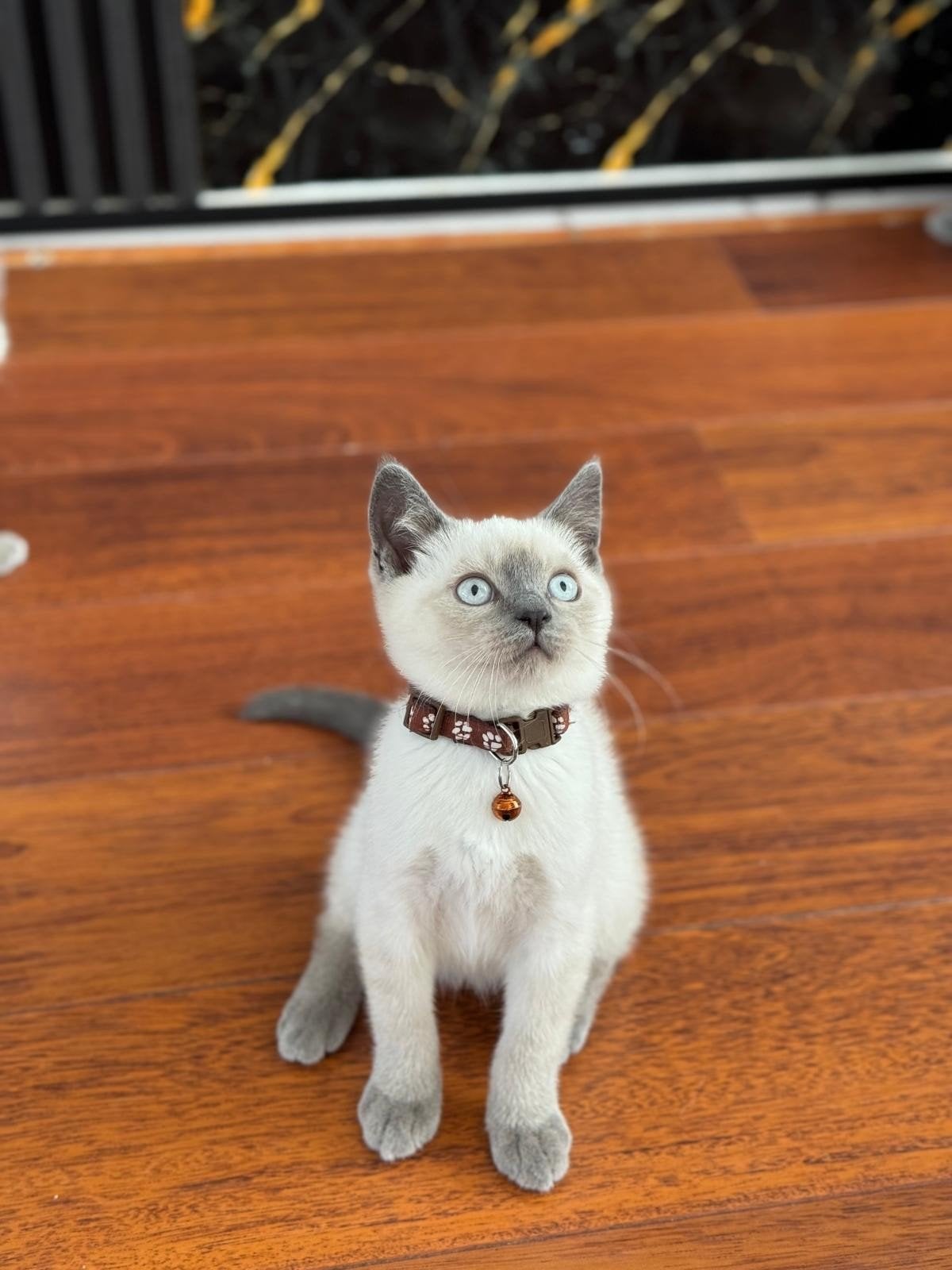 British Shorthair Blue Point, Meerdere dieren, Ontwormd