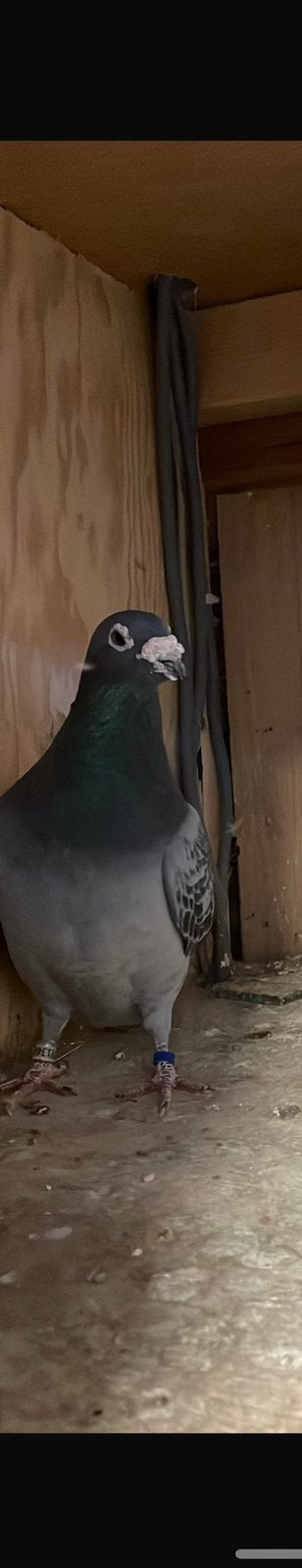 Prachtige doffer, Dieren en Toebehoren, Mannelijk, Kropper