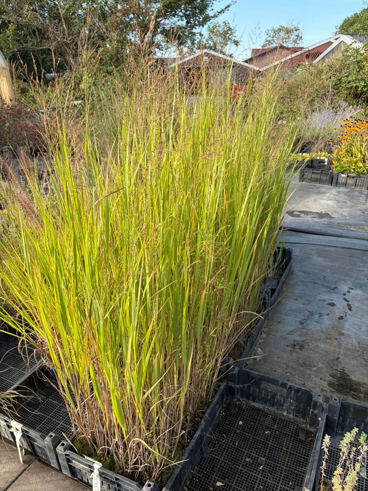 Panicum 'Northwind' / Vingergras AANBIEDING, Ophalen of Verzenden, Vaste plant, Siergrassen, Halfschaduw