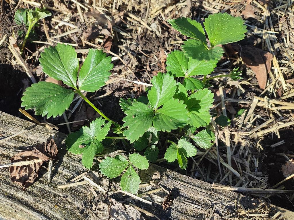 Aardbeien Darselect Amandine Favori, Volle zon, Vaste plant, Ophalen of Verzenden, Fruitplanten