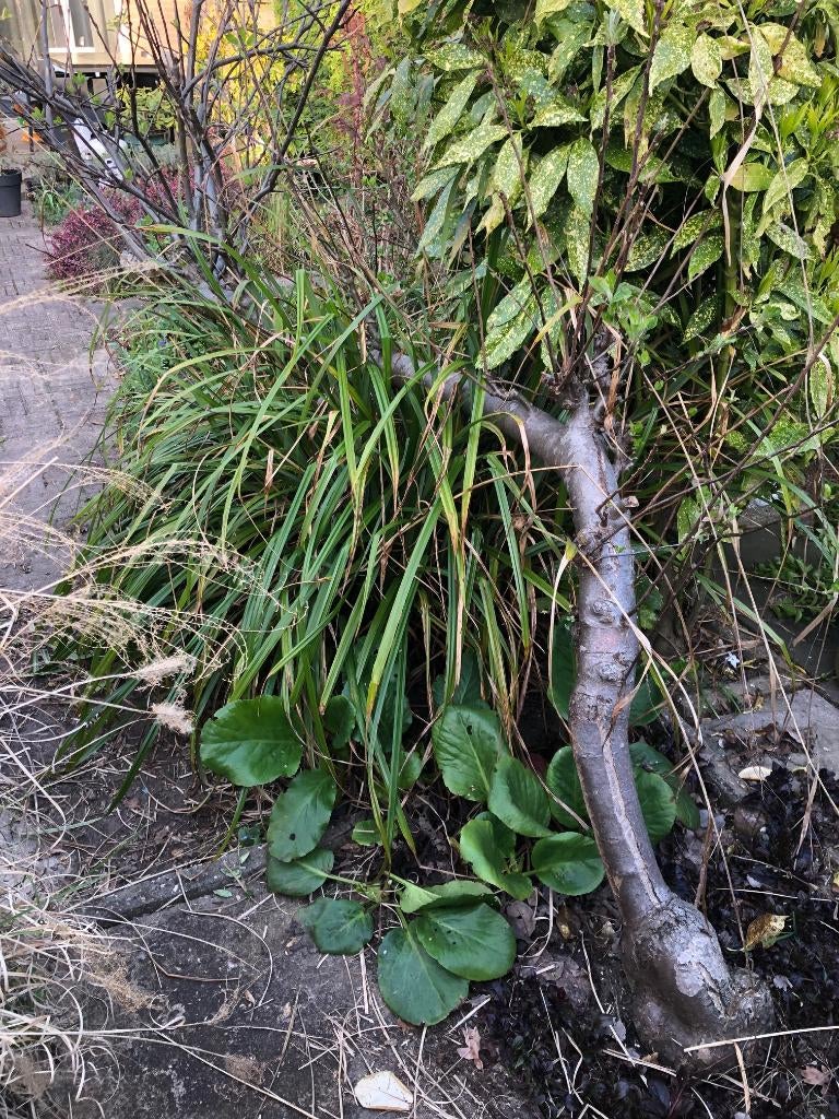 Bijzonder gevormde appelboom, Ophalen, Lente, Appelboom, Halfschaduw