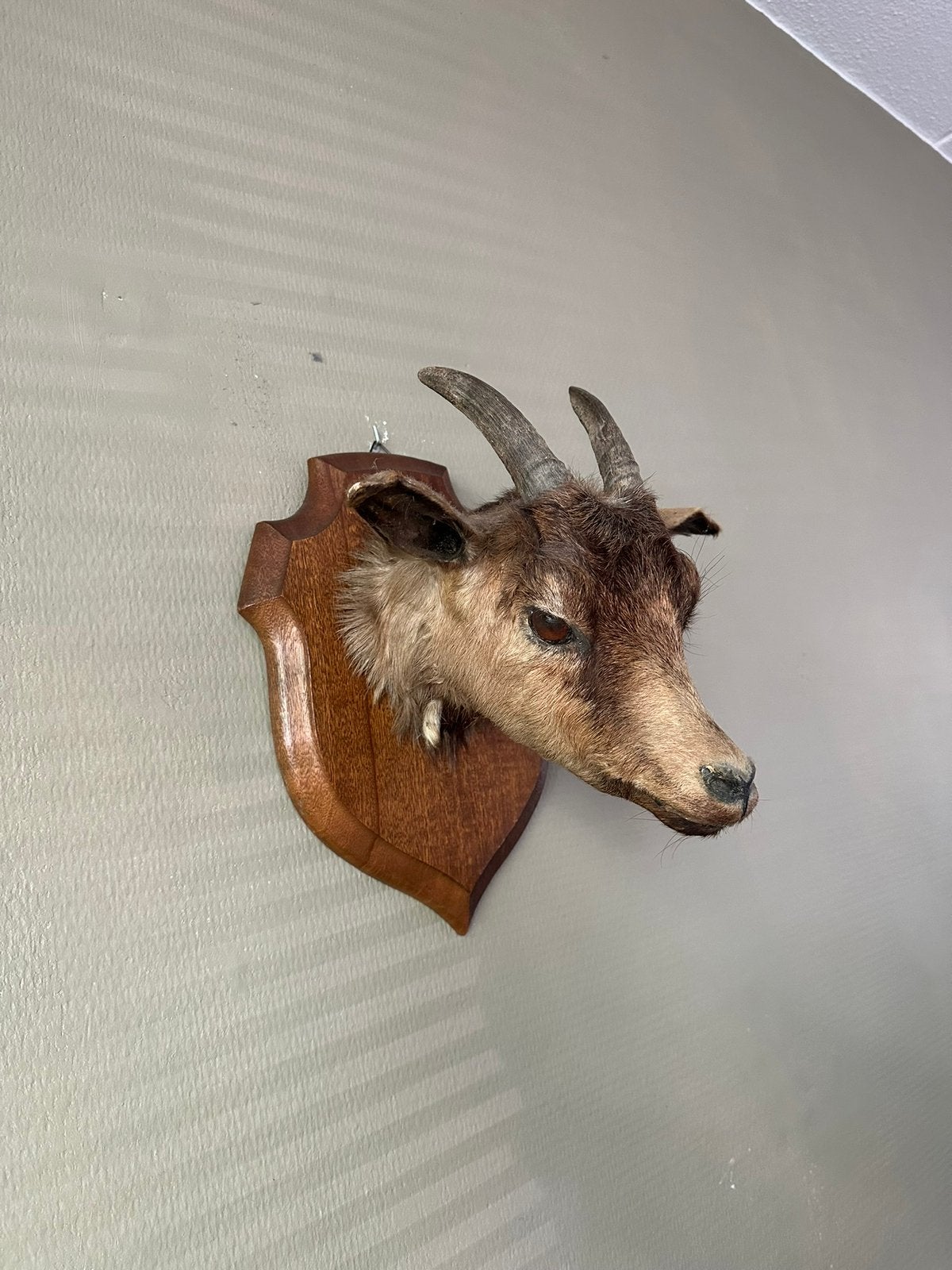 Opgezette bok / geit taxidermie, Verzamelen, Ophalen of Verzenden, Vogel, Opgezet dier