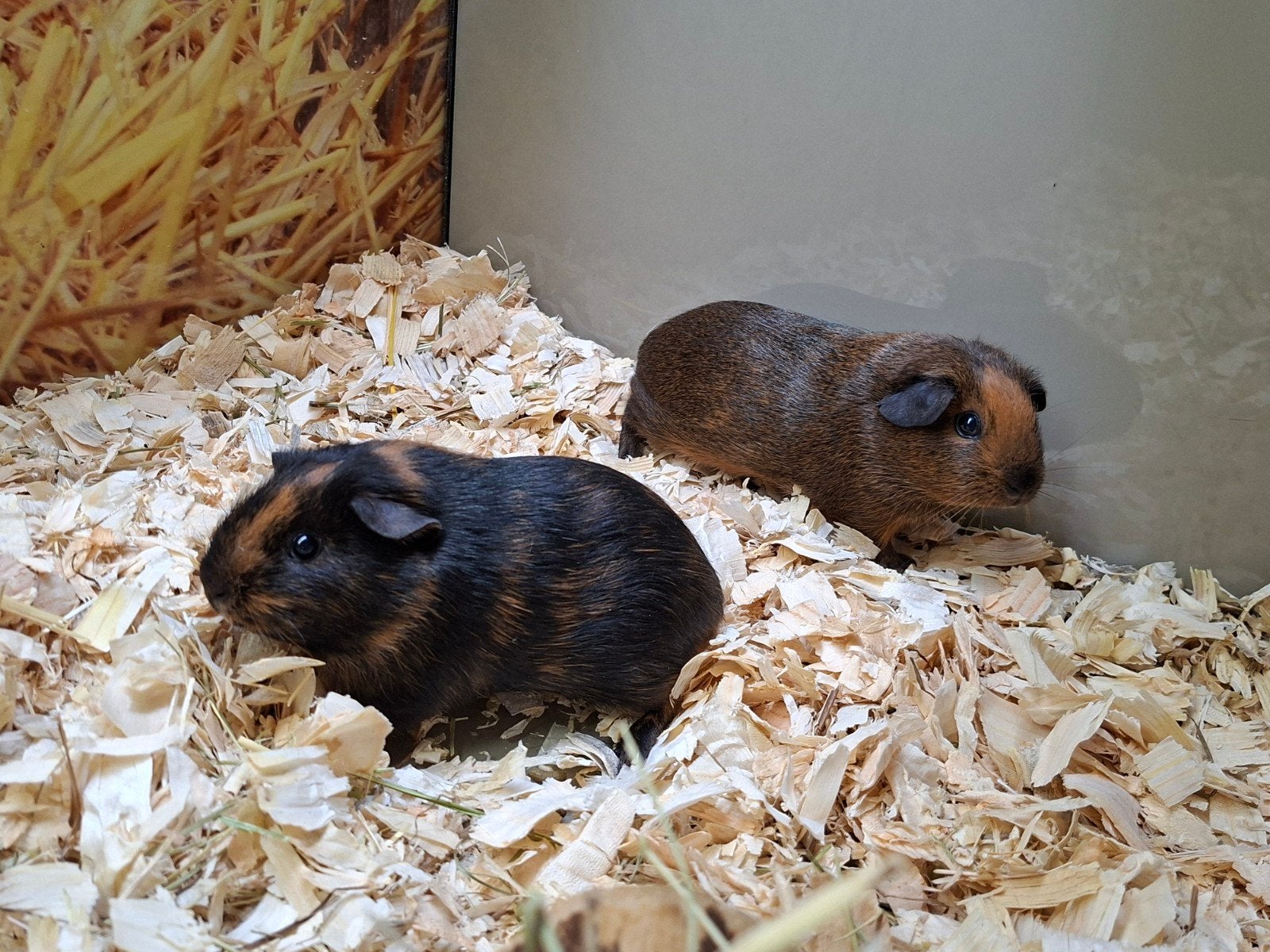 Hele leuke cavia zeugjes, Dieren en Toebehoren, September, Vrouwelijk, Cavia
