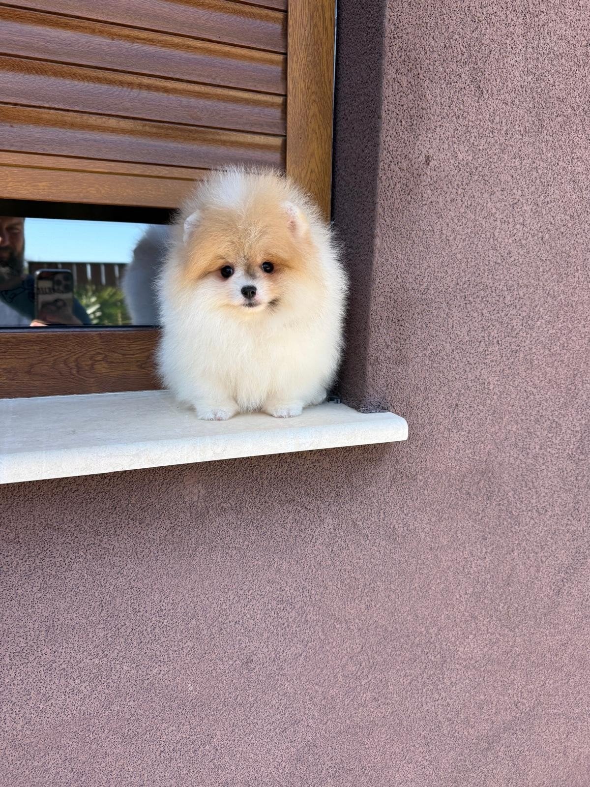 Pomerian Pomeriaan Dwergkees puppy, Overige rassen, 8 tot 15 weken, Buitenland, Meerdere