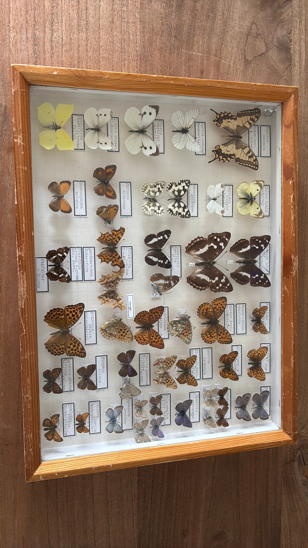 Vlinder taxidermie, Verzamelen, Dierenverzamelingen, Ophalen, Insect, Opgezet dier