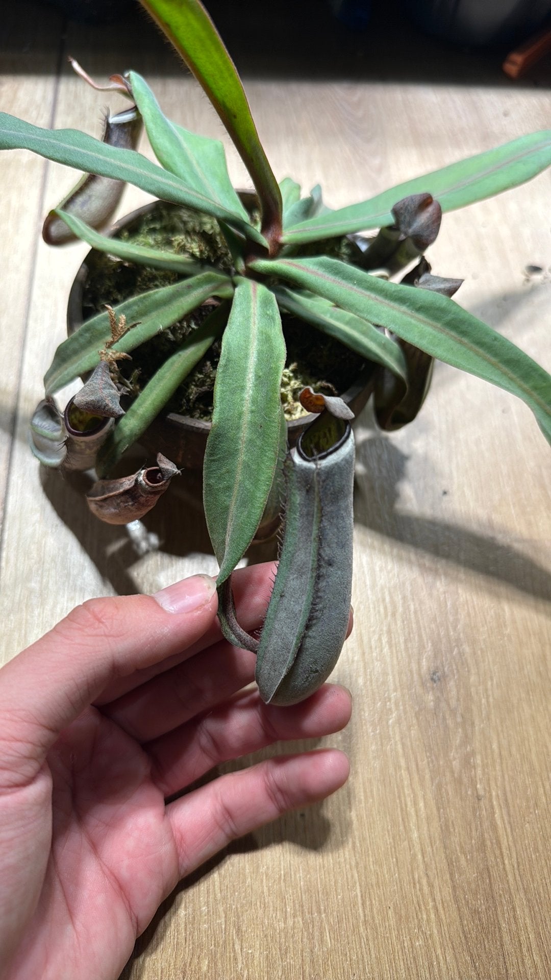 Nepenthes albomarginata, Ophalen of Verzenden, Halfschaduw, Minder dan 100 cm