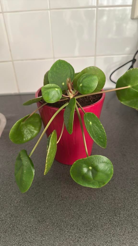 Pannekoekplant met pot, Huis en Inrichting, Kamerplanten, Ophalen of Verzenden, Halfschaduw, Minder dan 100 cm