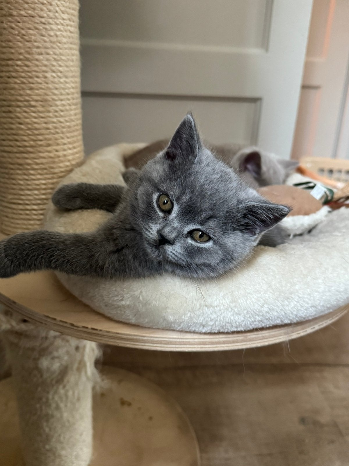 Nog 1 stoer rasecht Britse korthaar kitten (katertje), Dieren en Toebehoren, Kater, Kortharig, 0 tot 2 jaar