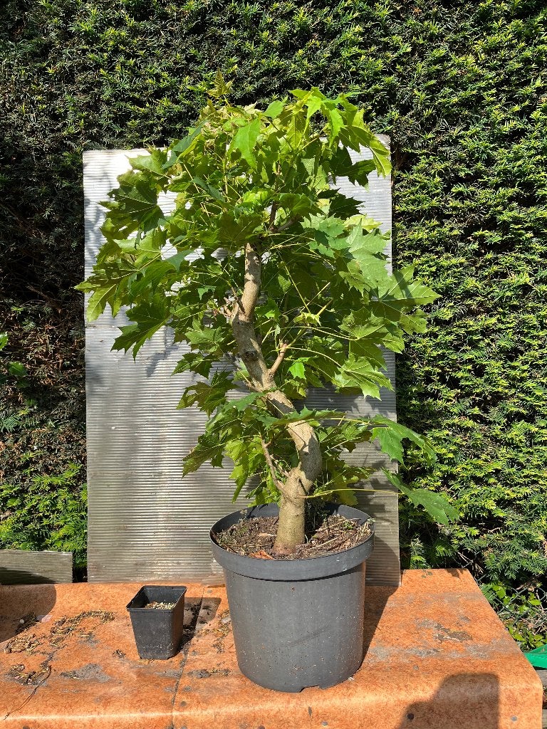 Bonsai starter Noorse Acer, Bloeit niet, Halfschaduw, Overige soorten, Minder dan 100 cm