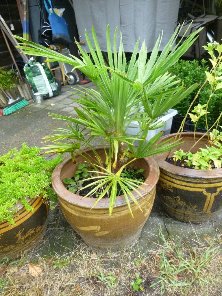 palm zonder pot, over te planten in  volle grond, winterhard, Tuin en Terras, Bloeit niet, Minder dan 100 cm, Palmboom, Ophalen