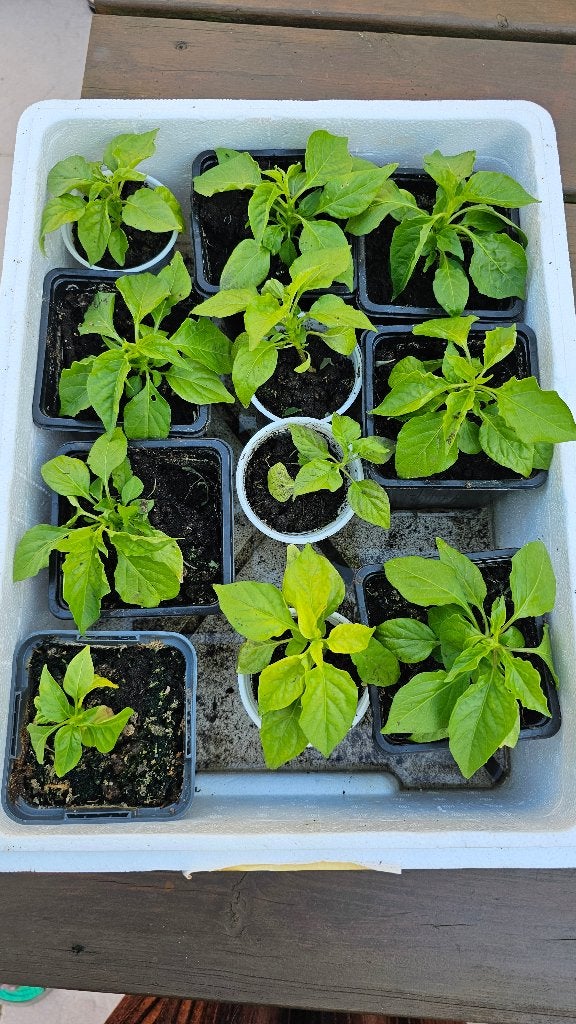 TE KOOP MADAM JEANETTE PEPER PLANTJES, Eenjarig, Halfschaduw, Zomer, Ophalen