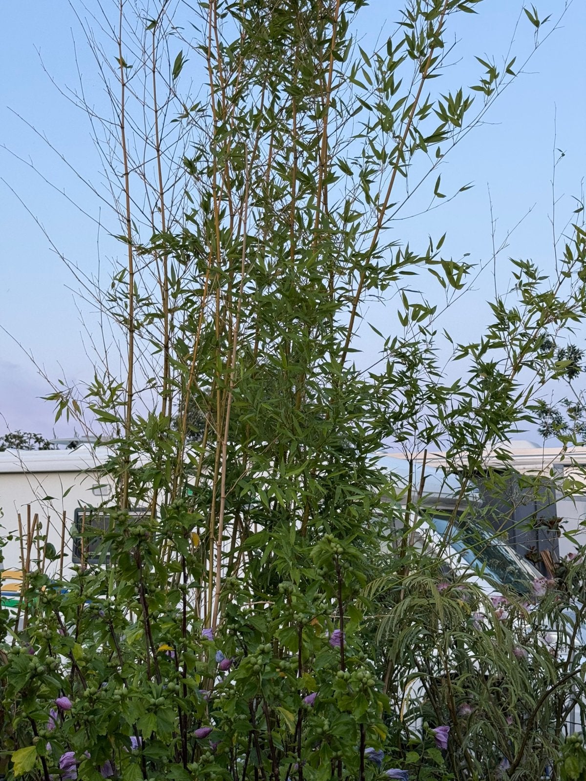 Grote bamboe ik grote kuip hoog 3.-4 m  4 kuipen pst 35 ,-, Tuin en Terras, Ophalen, Bamboe, 250 cm of meer