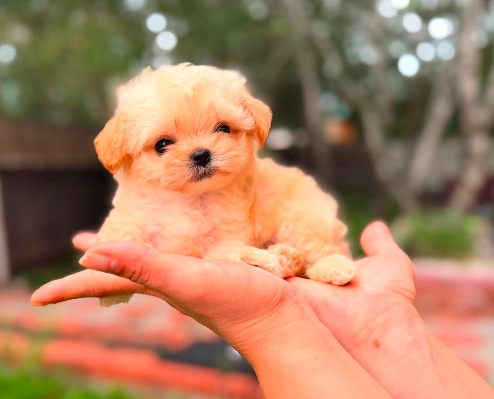 Exclusieve Mini Maltipoo Reu - Extra Klein - Matt, 8 tot 15 weken, Buitenland, Parvo, Eén hond
