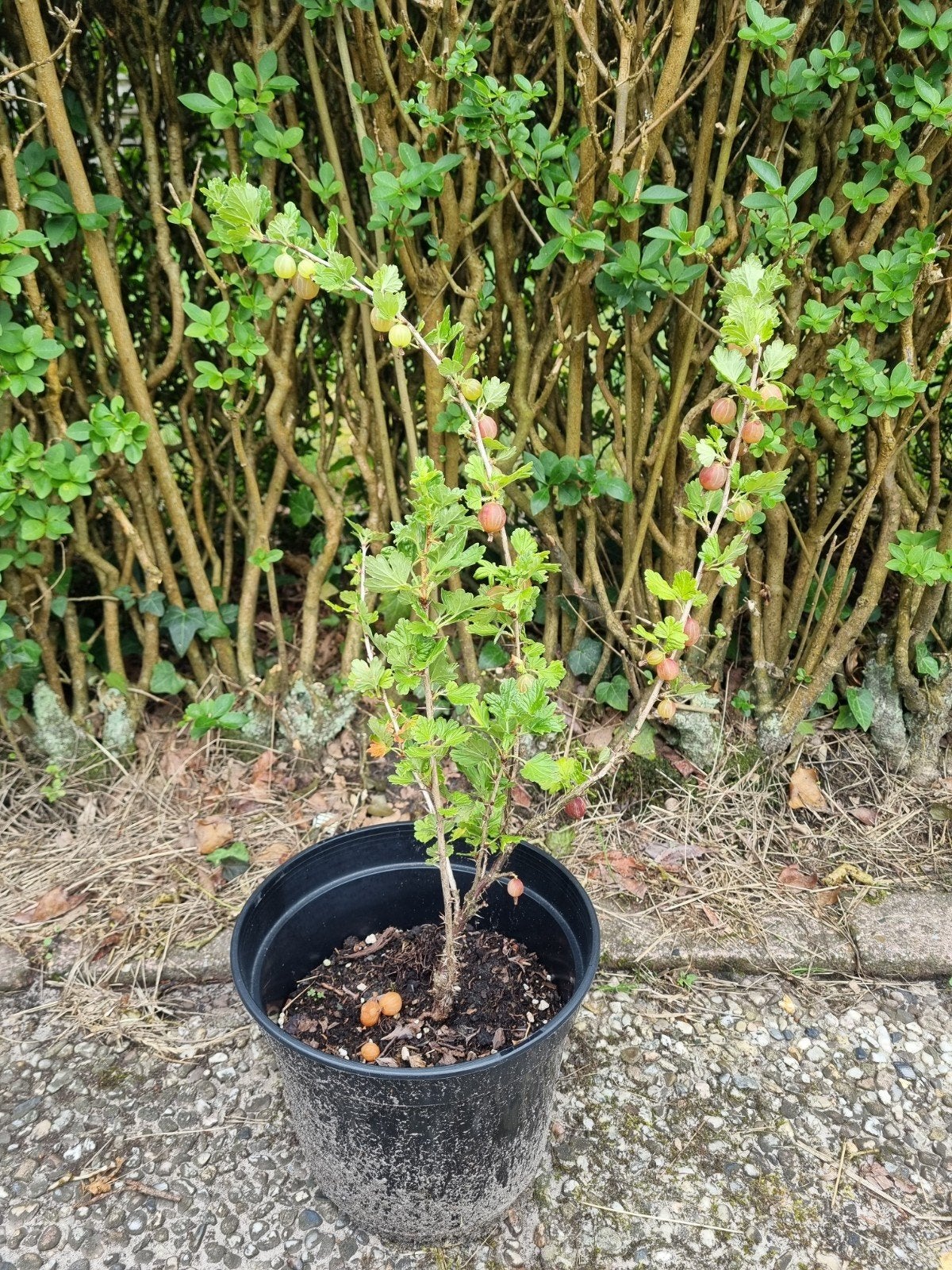 Kruisbes rood, Ophalen, Volle zon