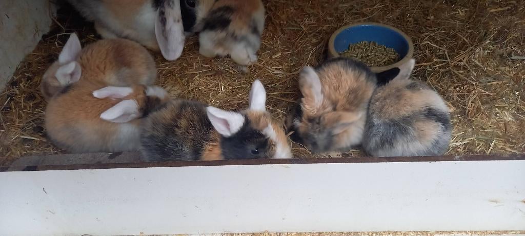 Jonge Minilop dwerg hangoor  zeldzaam kleur ras zuiver, Dieren en Toebehoren, Meerdere dieren, Dwerg, Hangoor, 0 tot 2 jaar