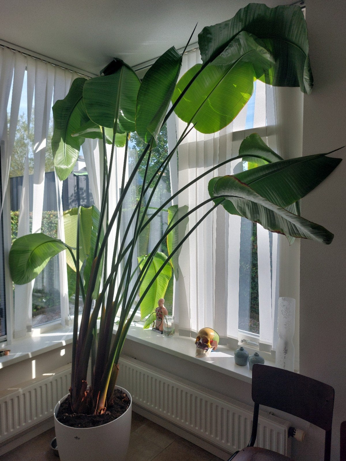 Strelitzia Magnifique 2m hoog 2,60 met pot, Huis en Inrichting, Ophalen, 200 cm of meer, Palm, Halfschaduw