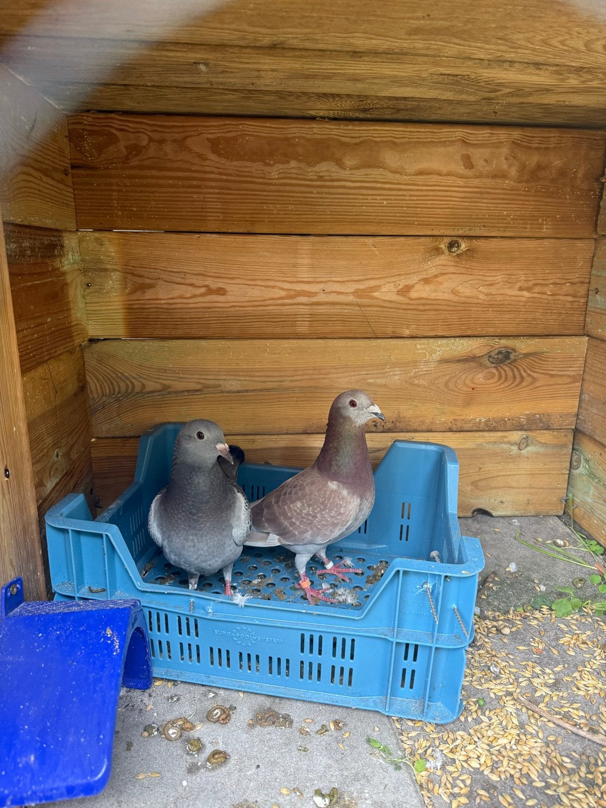 0, Meerdere dieren, Postduif