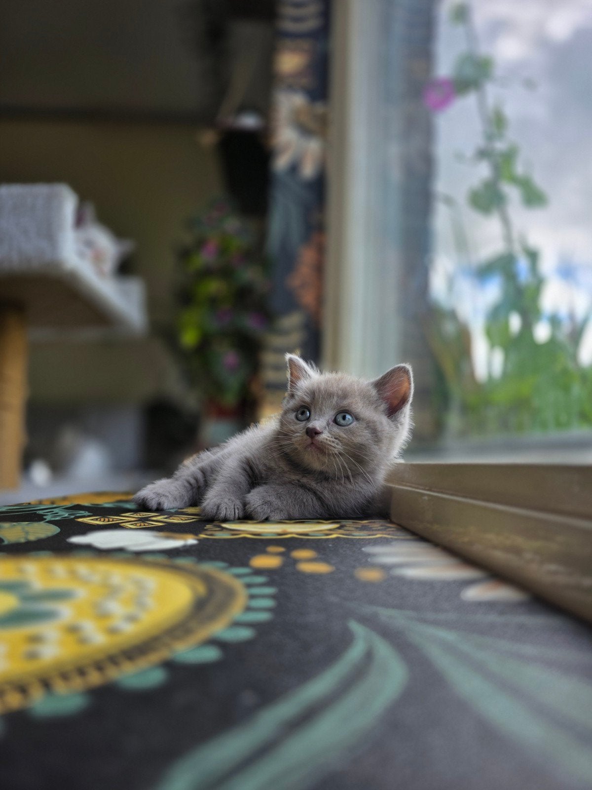 🐱 Ragdoll × Europese Korthaar kittens, Dieren en Toebehoren, Meerdere dieren