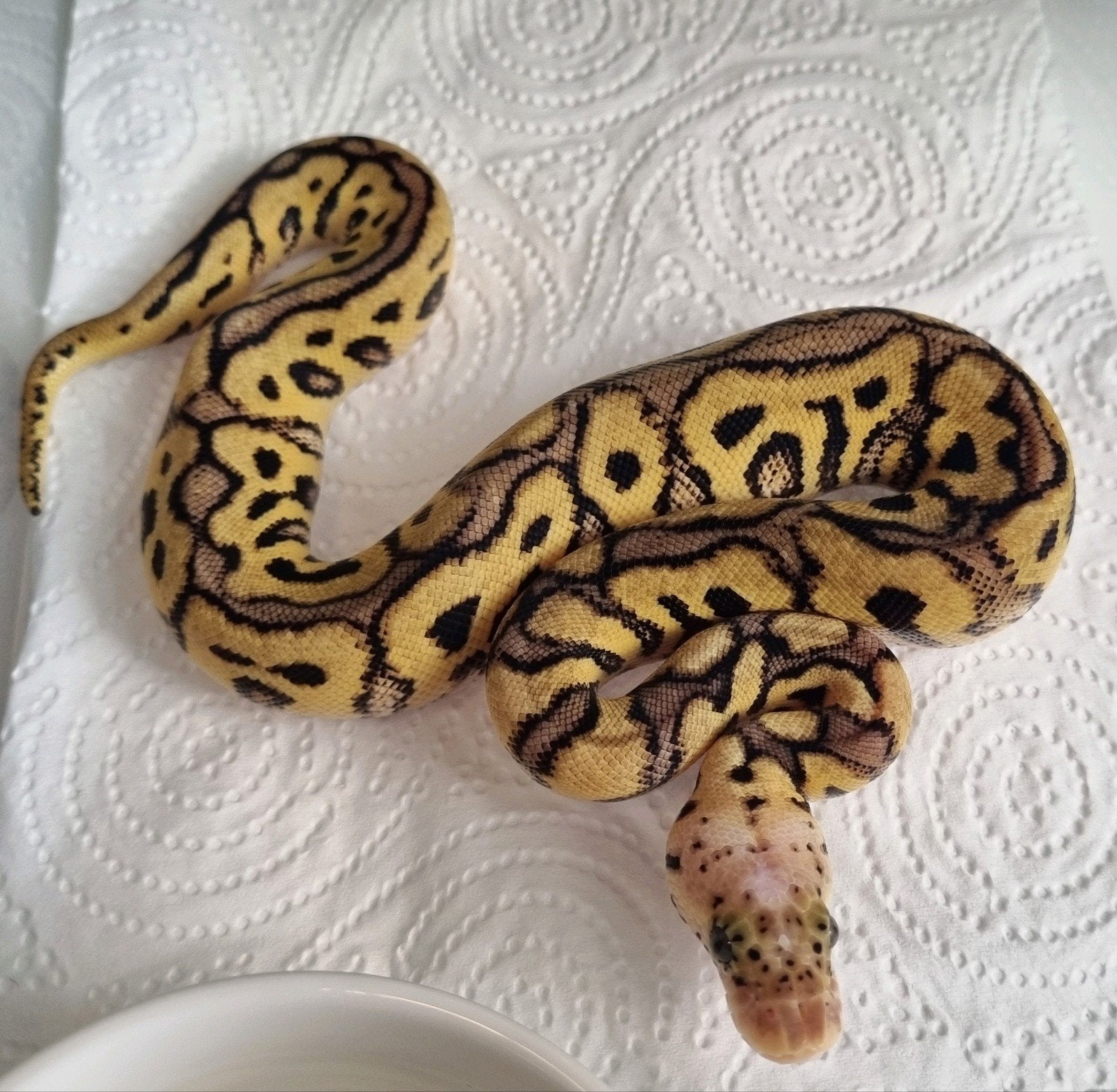 0.1 spotnose pastel clown koningspython Ball Python - female for sale from Rocking Reptiles