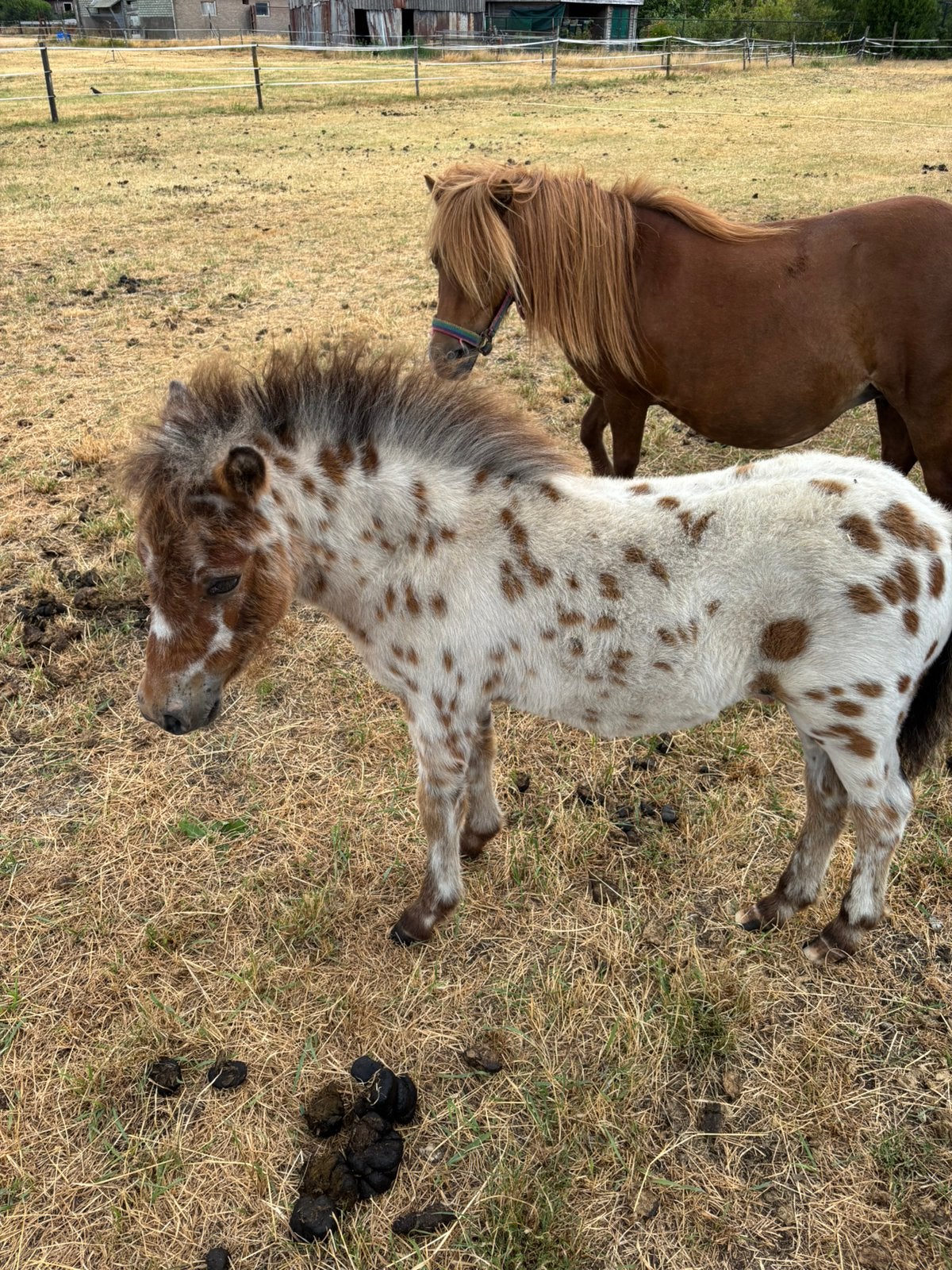 Appalosa ponys, Dieren en Toebehoren, Pony's, Hengst, A pony (tot 1.17m), 0 tot 2 jaar