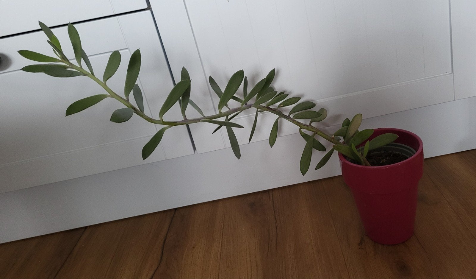 Vetplant Senecio, Volle zon, Vaste plant, Bloeit niet, Ophalen
