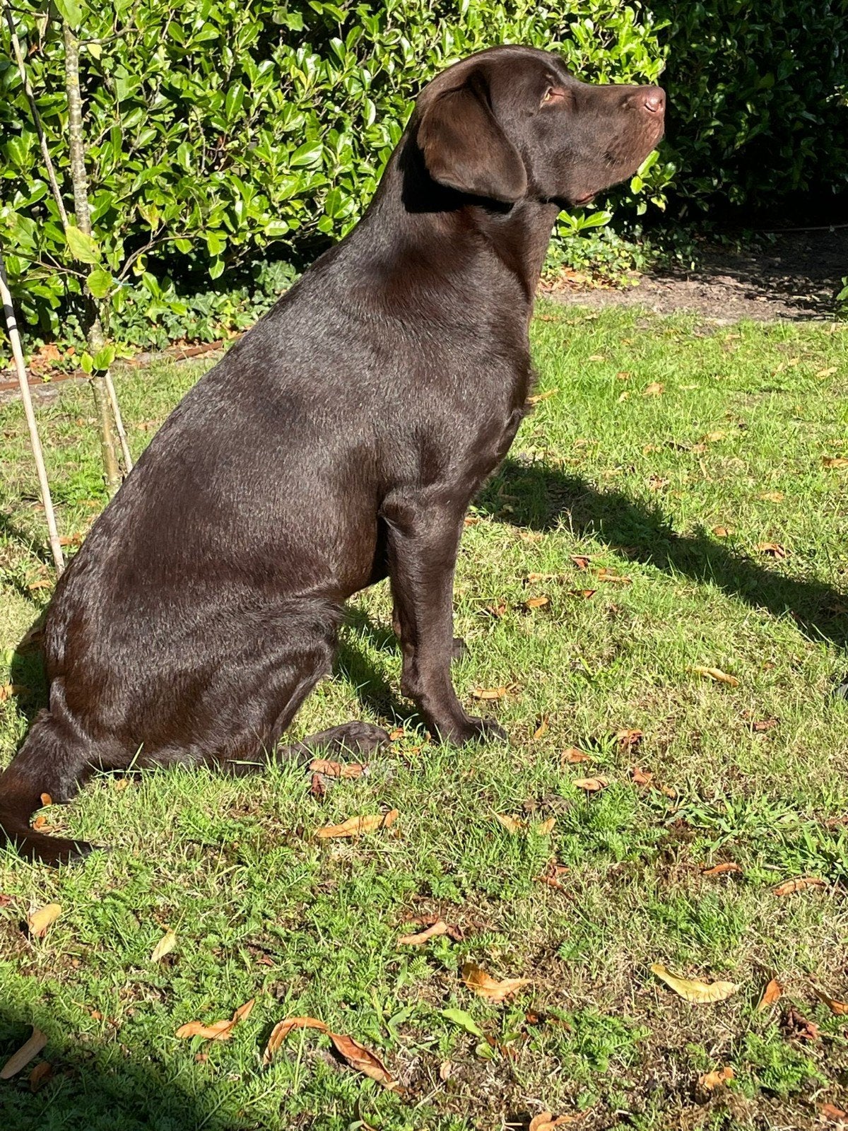 Labrador dekreu chocobruin, Reu, 1 tot 2 jaar, Labrador retriever, Eén hond