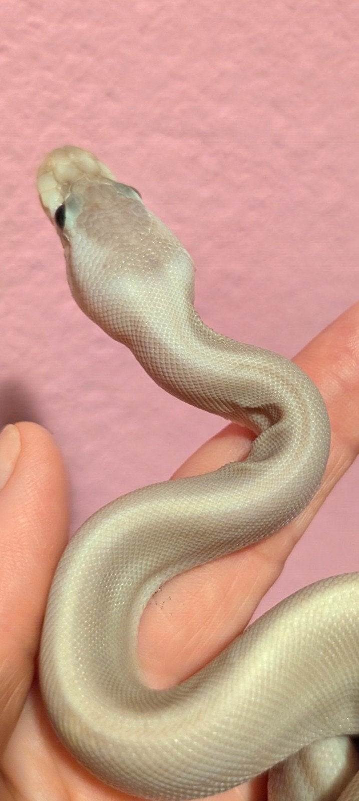 0.1 Ballpython Black Pastel Cinnamon Pastel 8 ball Ball Python photo 3