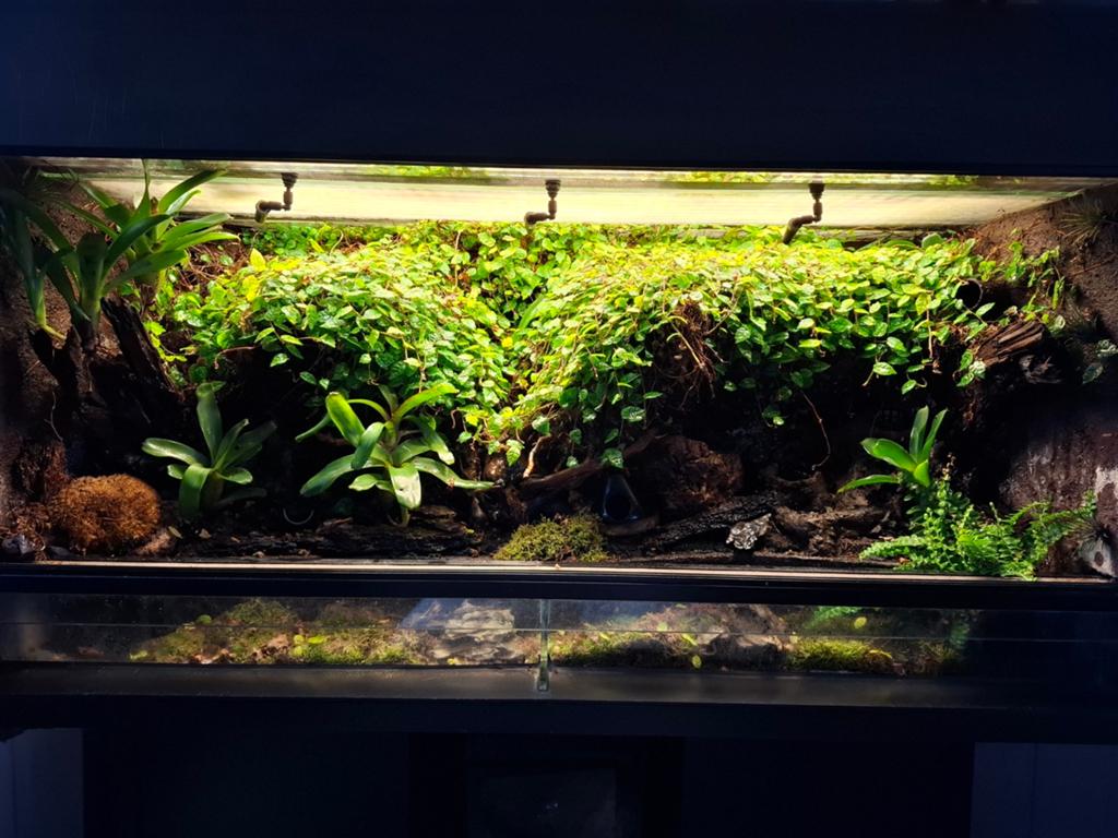 Te koop: rana paludarium + onderkast , inclusief kikkers Frog - unknown for sale from megan