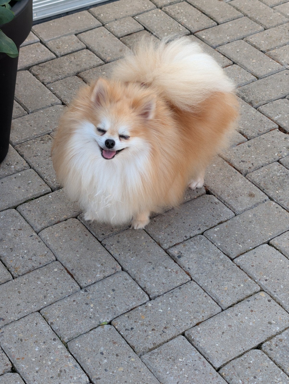 lief pomeriaan teefje, Dieren en Toebehoren, Honden | Poolhonden, Keeshonden en Oertypen, 1 tot 2 jaar, Teef, Parvo, Eén hond