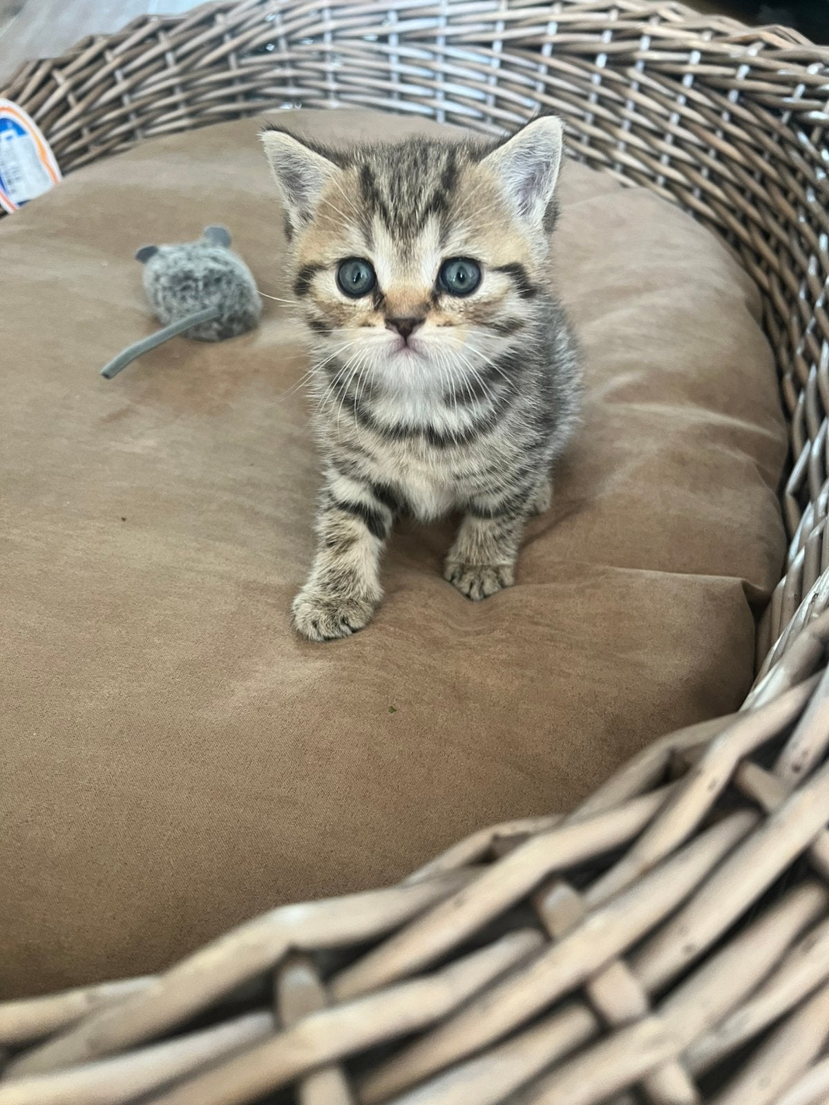 de liefste en mooiste britse korthaar kittens met stamboom, Dieren en Toebehoren, Katten en Kittens | Raskatten | Korthaar, Poes