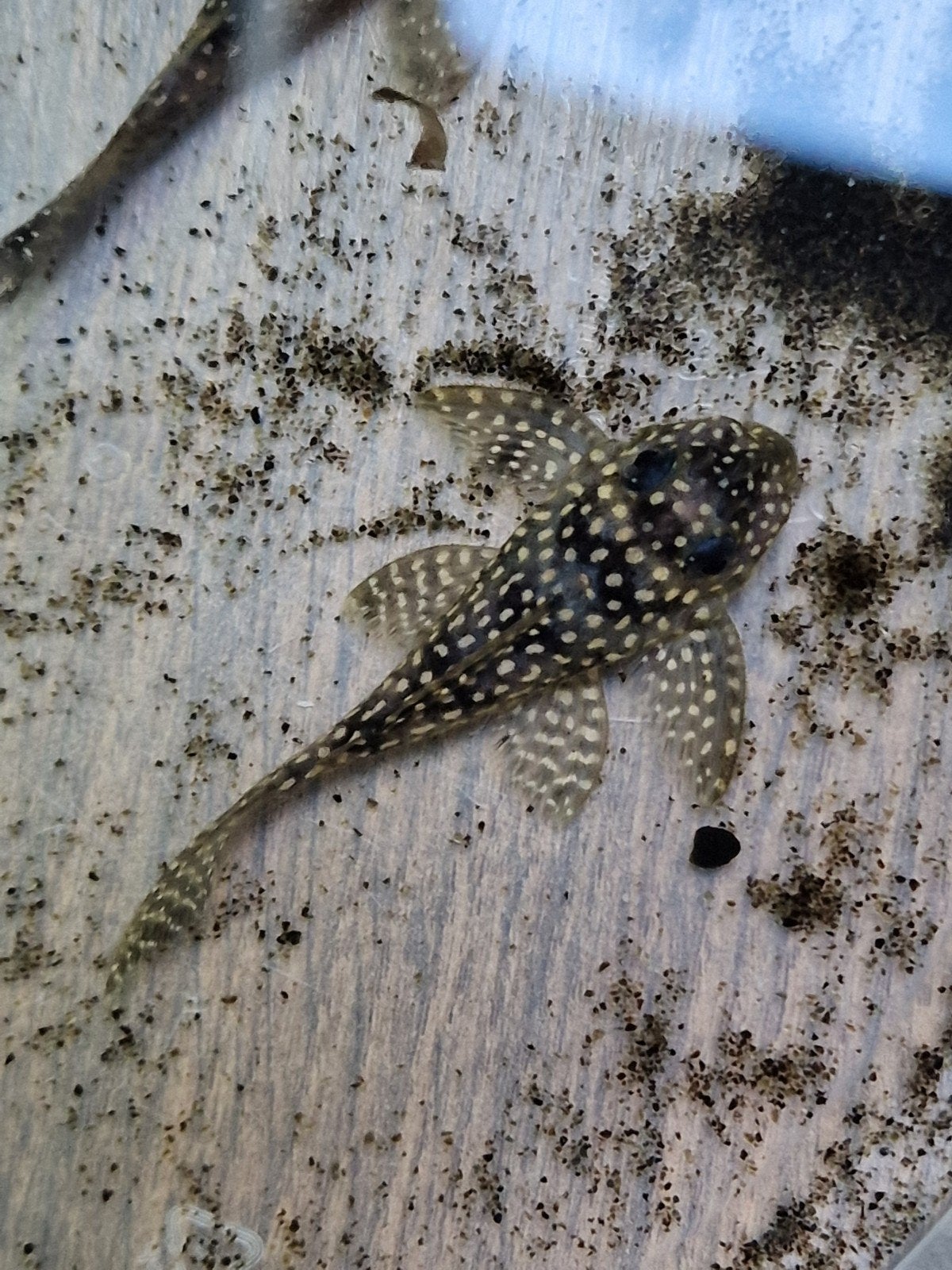 Groep L136 hypancistrus te ruil of te koop, Dieren en Toebehoren, Vis