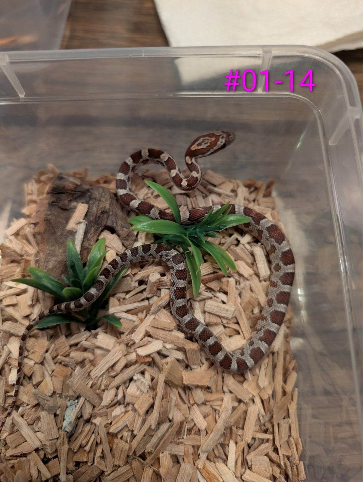 Jonge Classic Rattenslangen het Palmetto Rat Snake photo 7