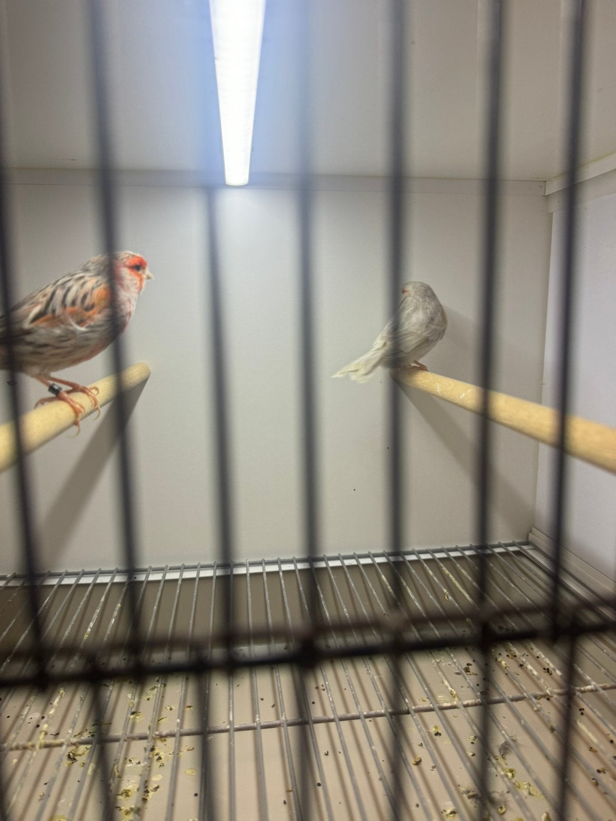 Mozaiek kanaries koppel, Dieren en Toebehoren, Vogels | Kanaries, Meerdere dieren, Kleurkanarie