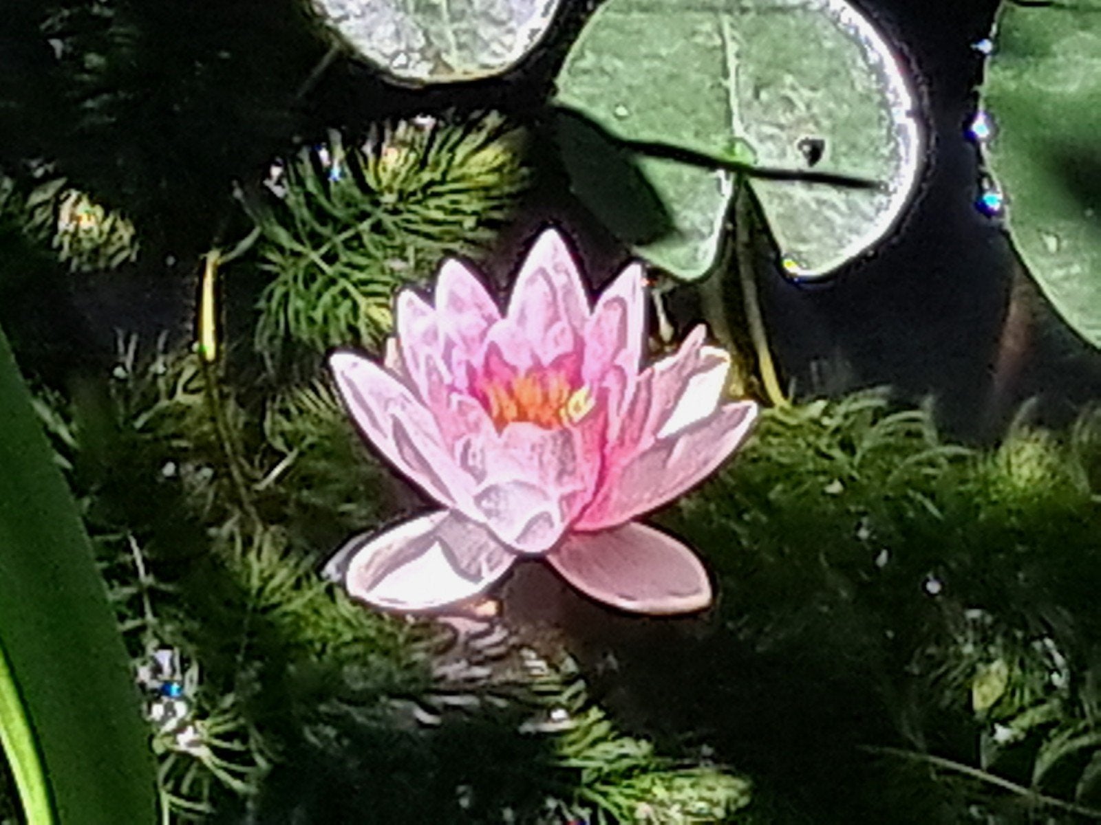 Vijver waterplanten: waterlelie, gele lis, zuurstofplanten, Ophalen, Volle zon, Vaste plant, Zomer