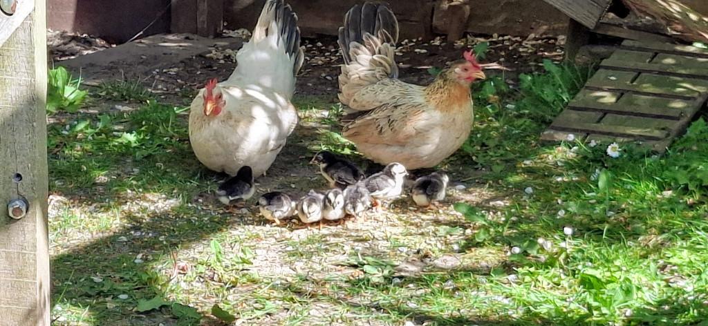 Krielkippen kuikens / Japanse kriel / Chaboo, Dieren en Toebehoren, Pluimvee, Meerdere dieren, Kip