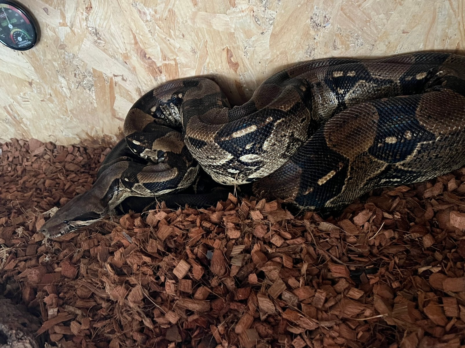 Boa constrictor man Boa Constrictor - male for sale from Эль Мира