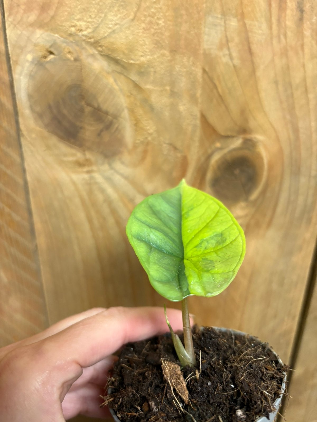 Alocasia platinum halfmoon aurea yellow lime variegata plant, Ophalen of Verzenden, Halfschaduw, Minder dan 100 cm