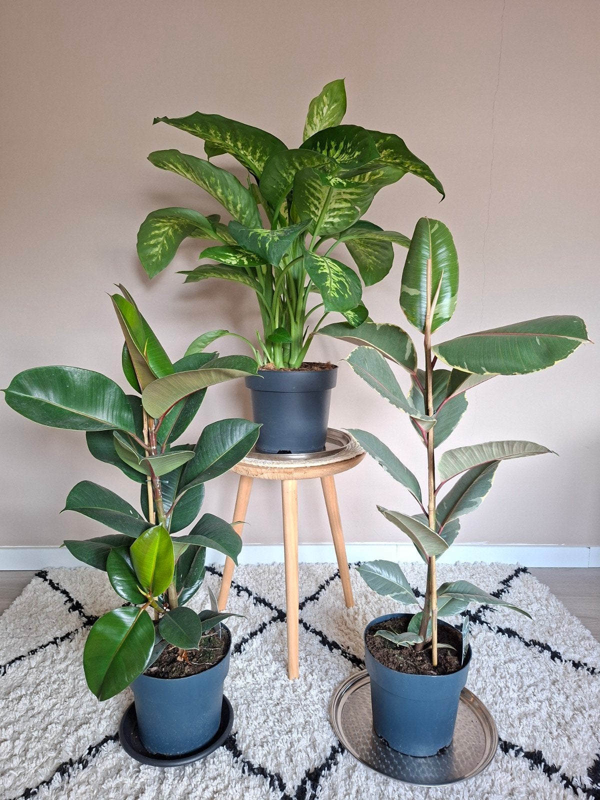 Kamerplanten Ficus Elastika Robusta Tineke Dieffenbachia, Ophalen, Ficus, 100 tot 150 cm, Halfschaduw