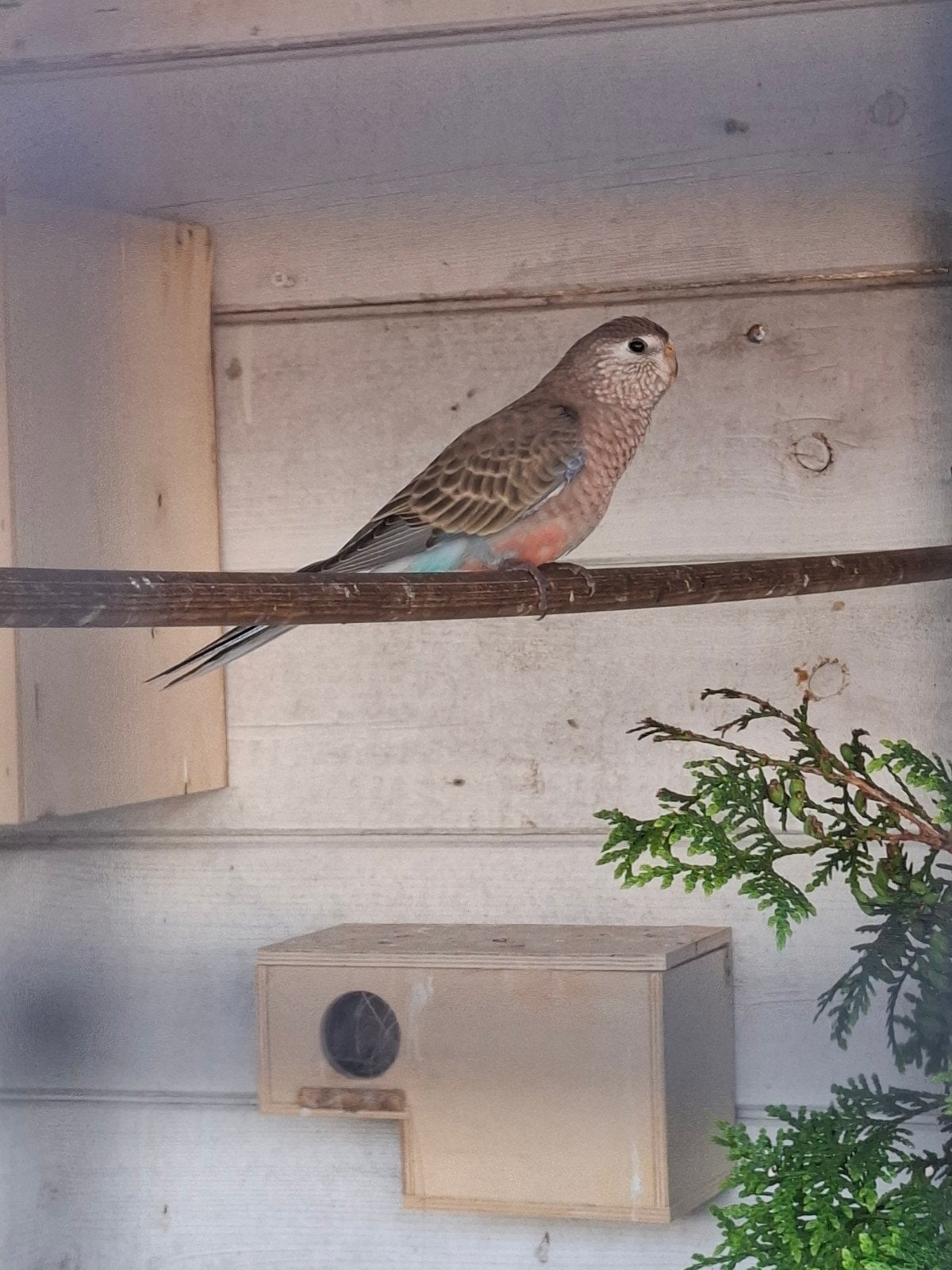 Bourke parkiet, Dieren en Toebehoren, Vogels | Parkieten en Papegaaien, Geslacht onbekend, Parkiet, Geringd