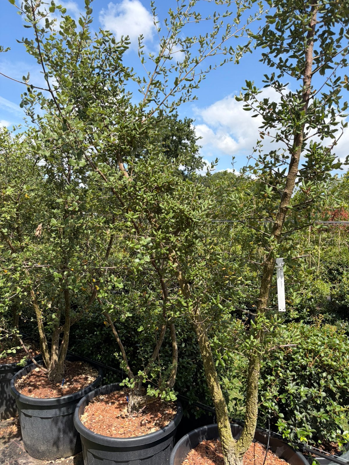 Kurkeik en steeneik Quercus meerstam tot 275cm hoog, Tuin en Terras, Overige soorten, Lente, 250 tot 400 cm, Ophalen