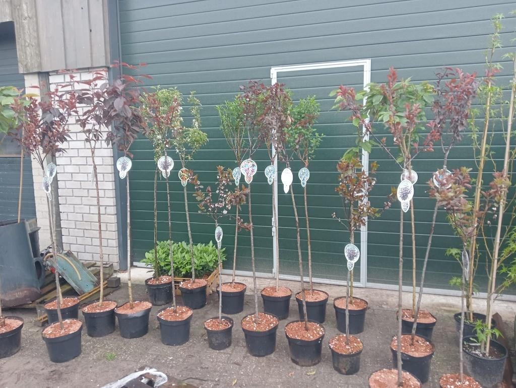 Kleine fruitbomen in pot, Tuin en Terras, Planten | Fruitbomen, Overige soorten, 100 tot 250 cm, Halfschaduw, Lente, In pot, Ophalen