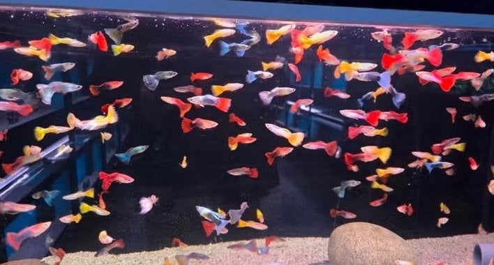 Mooie Guppy man mix - Gup - Koidream Valburg, Dieren en Toebehoren, Vis, Zoetwatervis