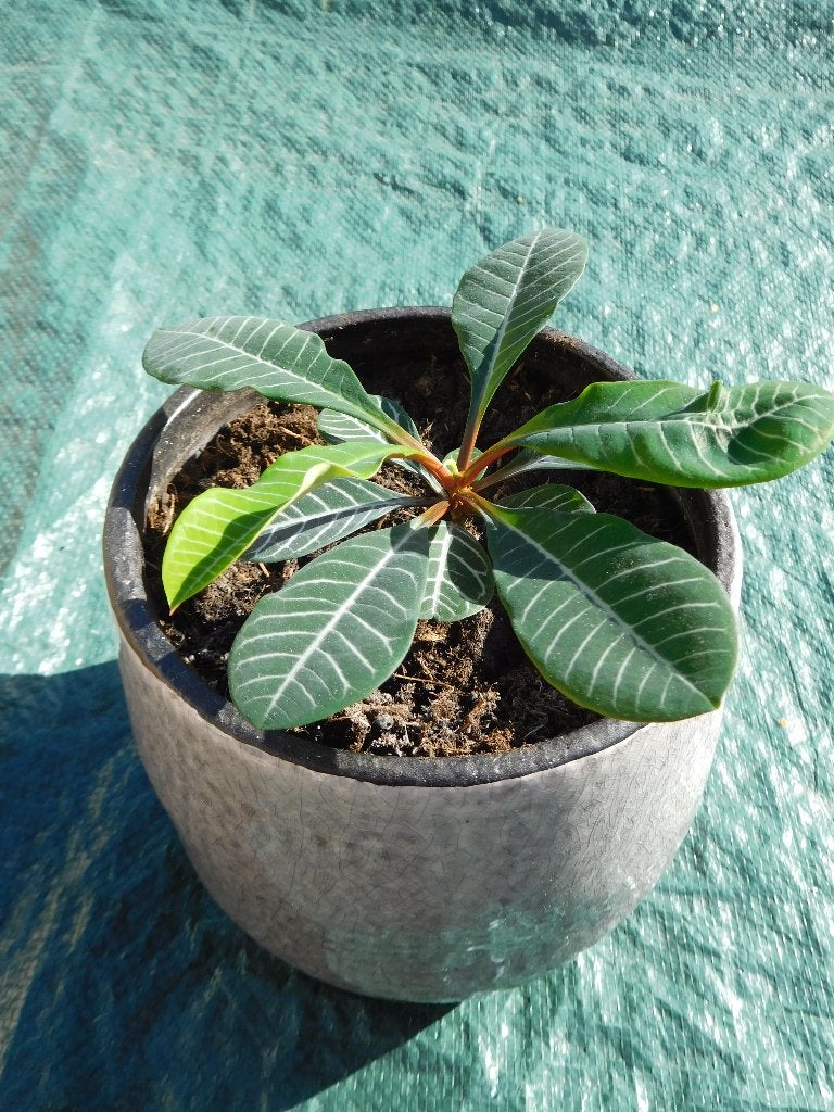 Stekje Madagascar Jewel in sierpot, Huis en Inrichting, Ophalen, Overige soorten, Halfschaduw, Minder dan 100 cm