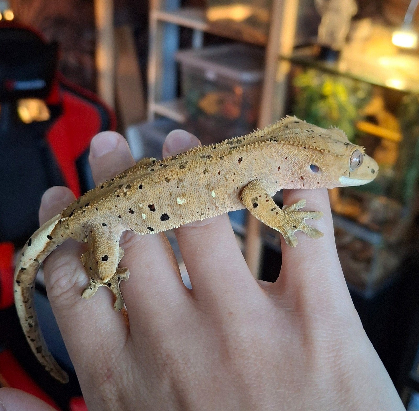 Hele leuke superdalmatian wimpergekko/crested gecko man Crested Gecko - male for sale from Lotus' Creatures