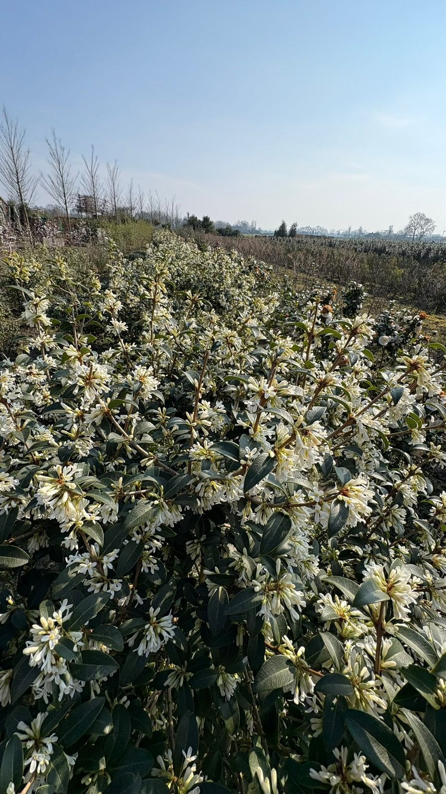 Osmanthus burkwoodii - Groenblijvend / Verschillende maten, Tuin en Terras, Ophalen of Verzenden, Overige soorten