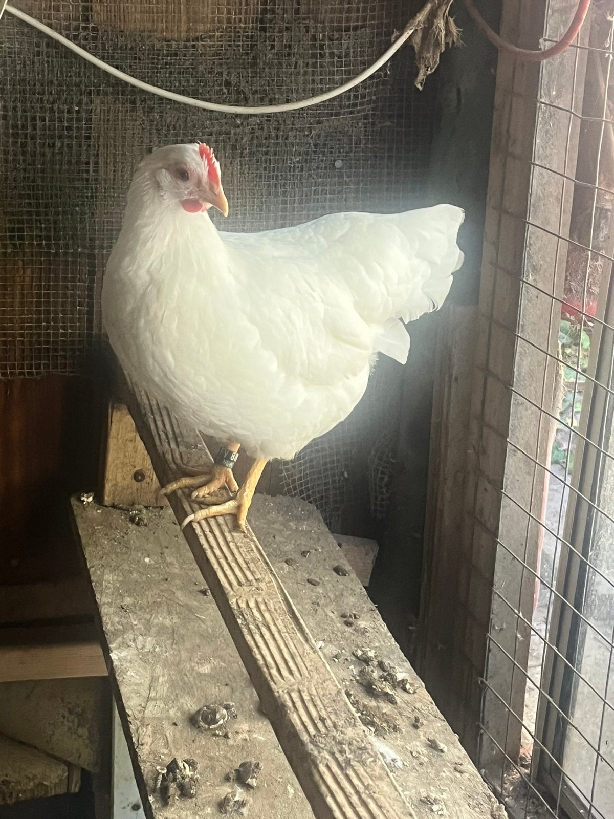 Nog een jonge Barnevelder kriel wit hen, Vrouwelijk, Kip