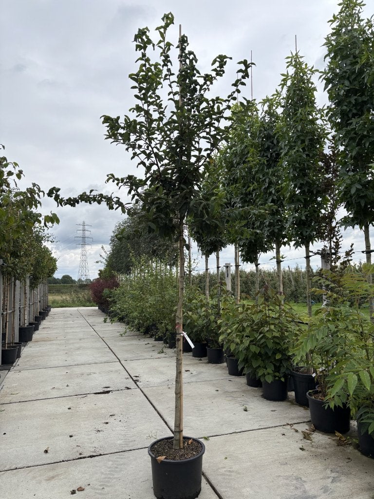 Mespilus germanica ‘Westerveld’ vanaf €89,99  | Mispel, Ophalen of Verzenden, Herfst, Overige soorten, Halfschaduw